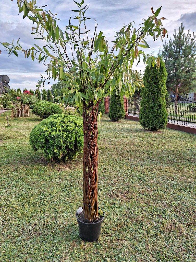 Pomysły na aranżację ogrodu z drzewkami wiklinowymi