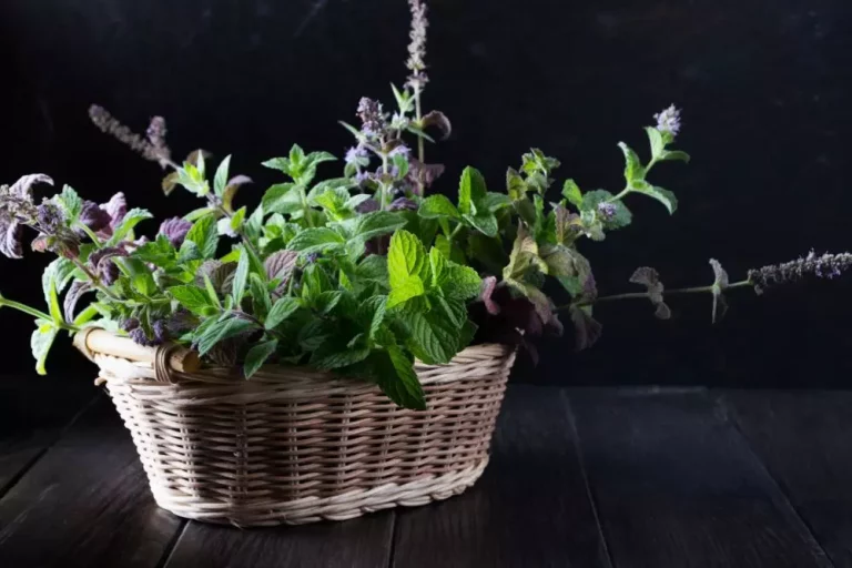 Zioła w doniczce wiklinowej - Cudowny Świat Wikliny