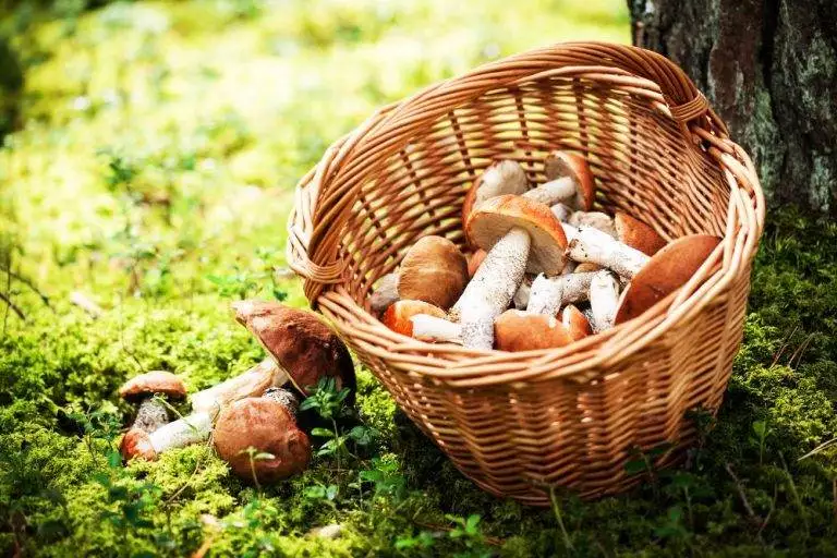 Kosze wiklinowe kontra plastikowe wiadra – co wybrać na grzyby?