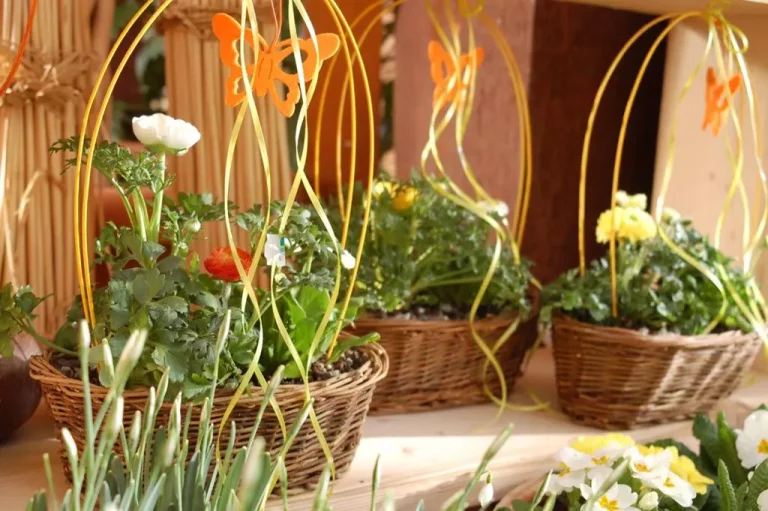 Wiklina, jako wyjątkowy upominek na Dzień Nauczyciela