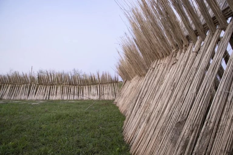 Gdzie rośnie wiklina? Jak się ją uprawia?