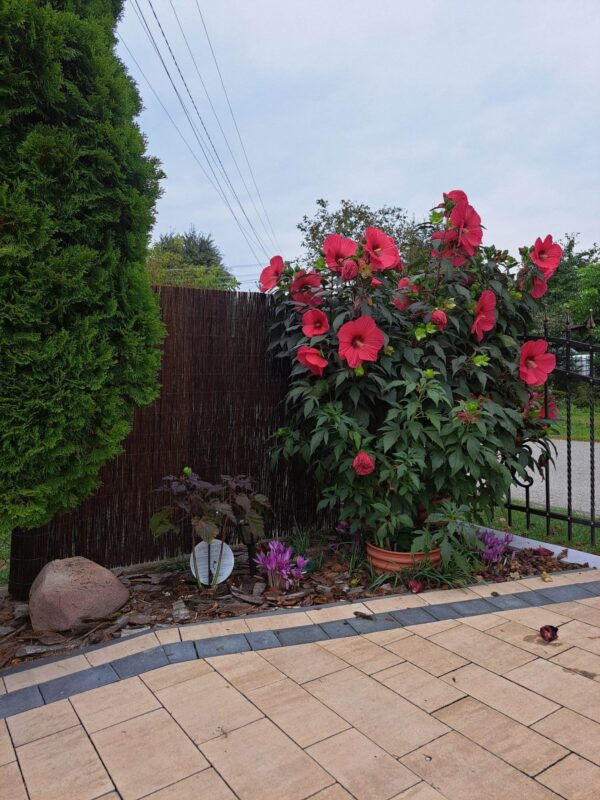 20240911_162000-scaled 20240911_162000-scaled